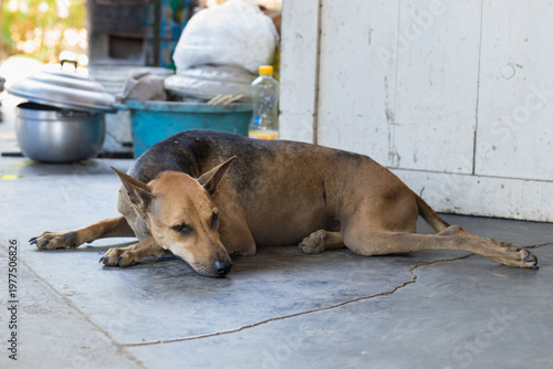 Tableau sur toile Thai local dog resting in the shade to escape the heat, natural behavior in a ho