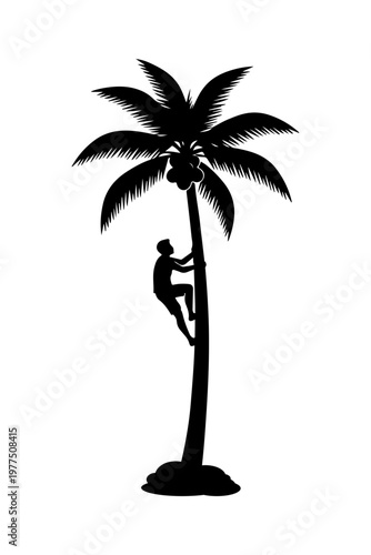 Traditional man climbing palm tree silhouette for coconuts on white background.