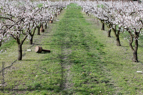 Culture protégée  du gel par des cheminées