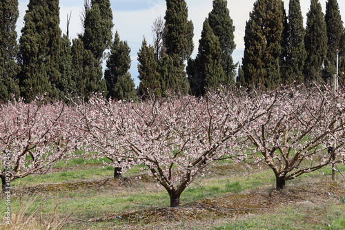 Champ d abricotiers en fleur au printemps