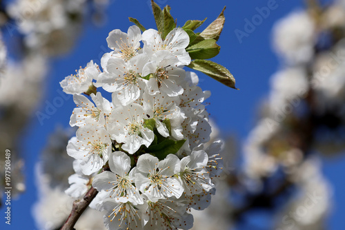 gros plan sur la fleur du cerisier
