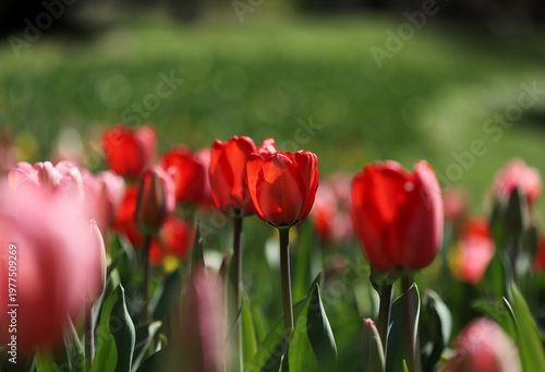 Red tulips in the garden