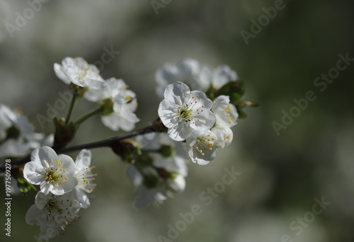 Sour cherry tree blossom close up
