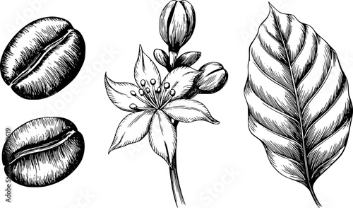 Hand-drawn coffee plant beans, flower, and leaf white background