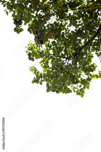 green leaves isolated on white background