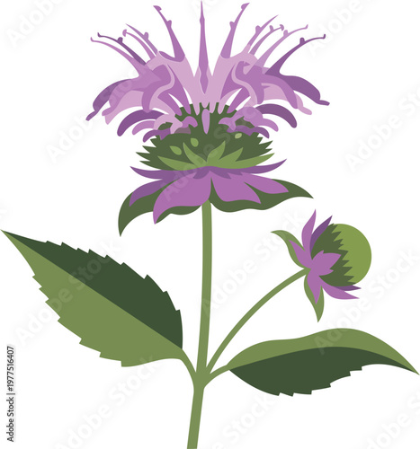 Bee Balm Flower with Green Leaves and Stem purple