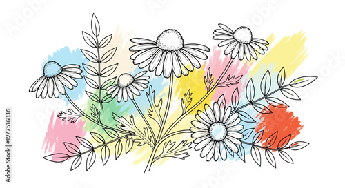 Hand-drawn chamomile flower sketch with colorful watercolor splashes on white background