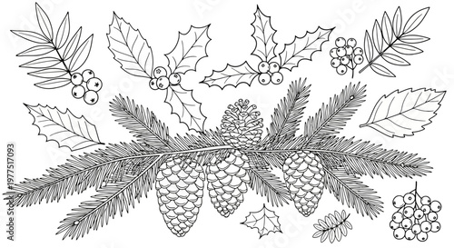 Hand-drawn Christmas winter botanical collection with pine cones, fir branches, holly leaves, and rowan berries for coloring book or seasonal design.