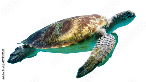 Green sea turtle swimming gracefully, isolated on transparent background