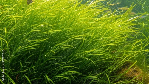 Wallpaper Mural Underwater aquatic plants with small fish Torontodigital.ca