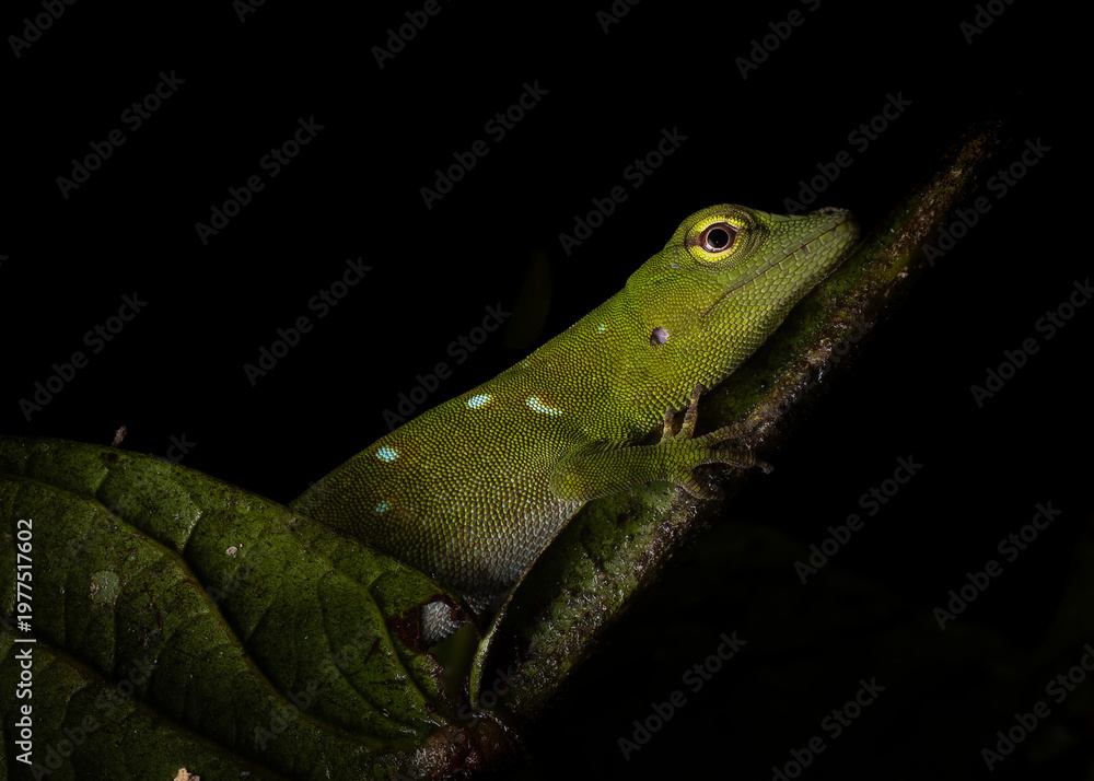 Fototapeta premium lizard on a leaf