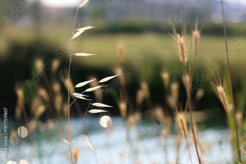 Photos Lush plant growing by the river. Selective focus.