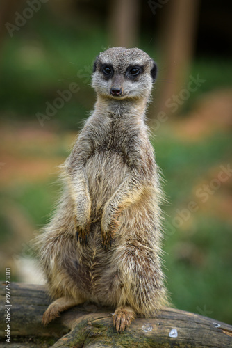 View of a meerkat in a park in France
