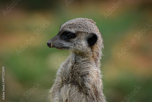 View of a meerkat in a park in France