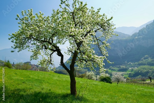 Blooming apple fruit tree on green spring meadow in Italian hillside landscape
