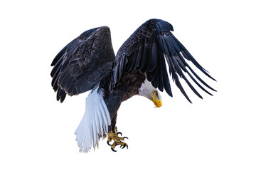 Bald eagle (Haliaeetus leucocephalus) Photo, Coming in for Landing, Over a Transparent, Isolated PNG Background