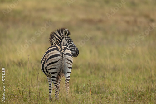 Canvastavla A plains zebra (Equus quagga) with backside facing camera and head to the side