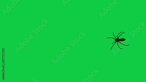 Realistic spider Tarantula moving walking spider net spiderman ant bees fly scorpion The concept of animal, wildlife, horror Halloween 3d animation Green Screen  4K UHD background