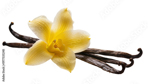 Isolated vanilla flower with several aromatic natural pods for sweet spice and baking