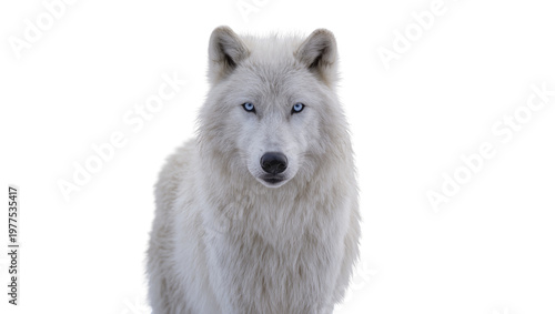 Photos Isolated beautiful Arctic Wolf with striking blue eyes staring intently at camer