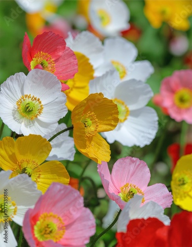 Close up of colorful iceland poppy flowers blooming in a sunny spring field with soft bokeh background