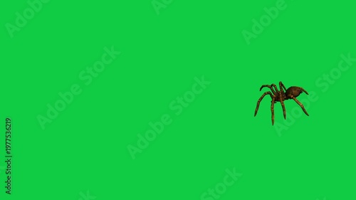 Realistic spider Tarantula moving walking spider net spiderman ant bees fly scorpion The concept of animal, wildlife, horror Halloween 3d animation Green Screen  4K UHD background