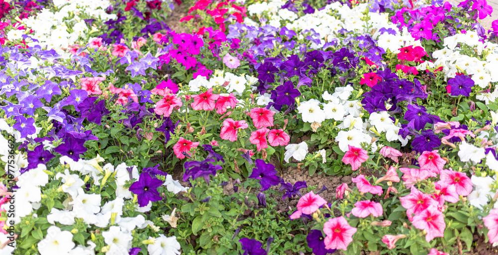 Fototapeta premium Colorful petunia flowers blooming in garden landscape during spring