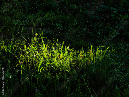 Balance in Sunlit Grass.