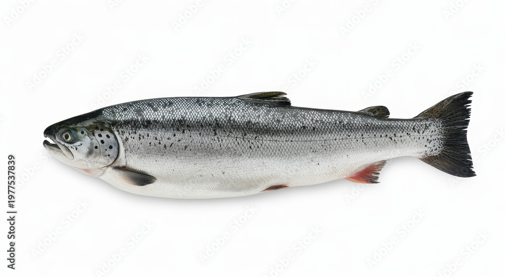 Obraz premium Fresh whole atlantic salmon fish isolated on a white background, for culinary