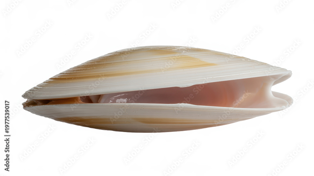 Fototapeta premium Natural open clam shell with smooth surface isolated on a white background