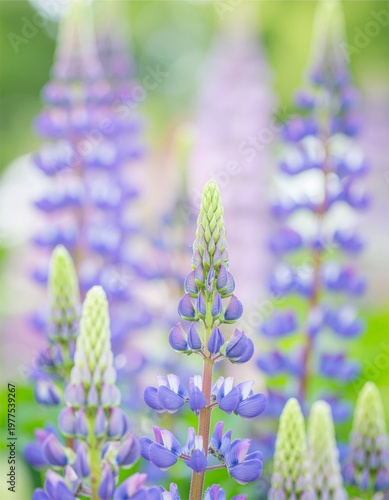 Close up of purple lupine flowers blooming in a sunny spring garden with soft bokeh background, generative AI