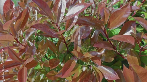 Red Robin Photinia Leaves Swaying in Sunlight
