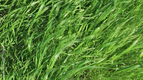 Lush Green Grass Blowing in Strong Wind