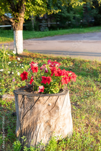 Red petunias blooming in wooden planter on grassy roadside area
