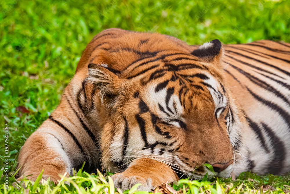 Obraz premium Bengal tiger wildlife, Bengal tiger India, Royal Bengal tiger, tiger big cat, tiger wildlife photography, tiger in jungle, tiger in forest, tiger close up, tiger portrait, tiger eyes, tiger face