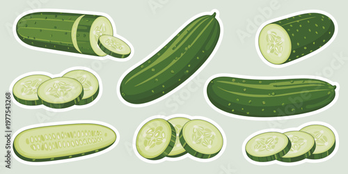 Collection of whole and sliced green cucumbers shown in artistic illustration on a plain background