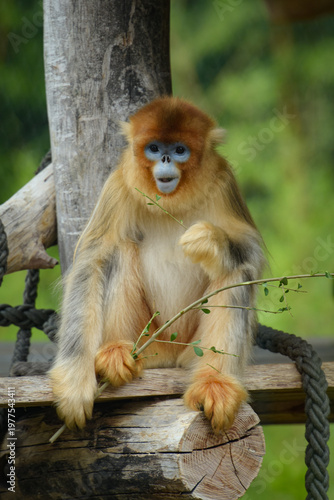 View of a golden snub-nosed monkey in a park