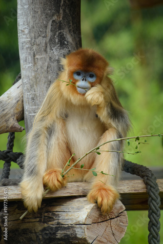View of a golden snub-nosed monkey in a park