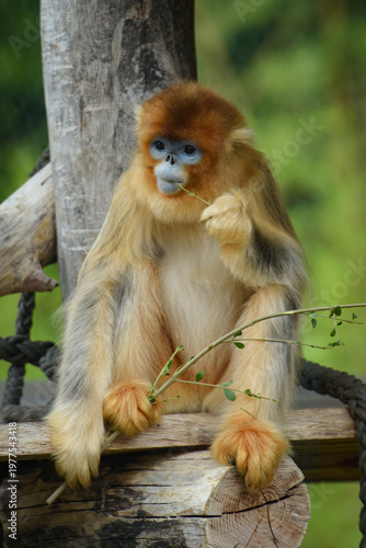 View of a golden snub-nosed monkey in a park