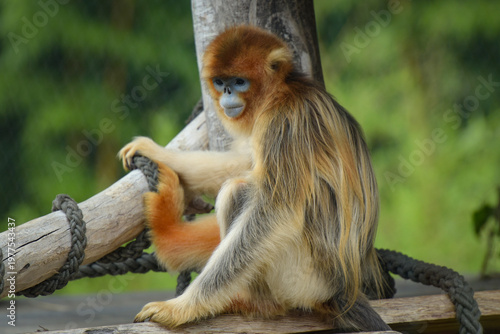 View of a golden snub-nosed monkey in a park