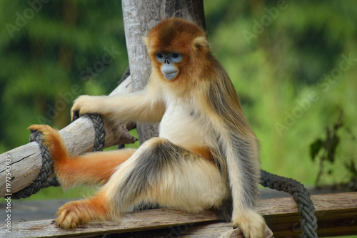 View of a golden snub-nosed monkey in a park