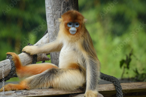View of a golden snub-nosed monkey in a park