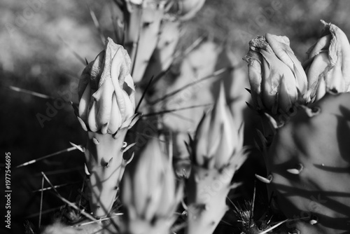 Buds closeup in black and white on prickly pear cactus during spring in Texas natural landscape.
