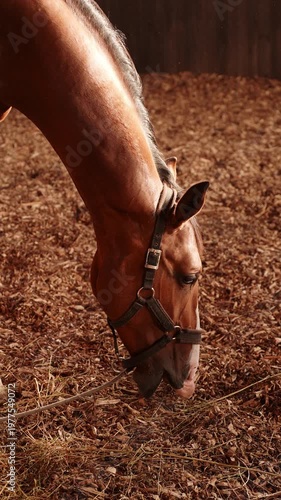 Bay horse eating hay in sunlit indoor arena. Equestrian lifestyle and animal welfare concept, thoroughbred stallion, feeding horse, animal care, healthy nutrition