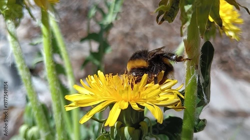 Bombus terrestris