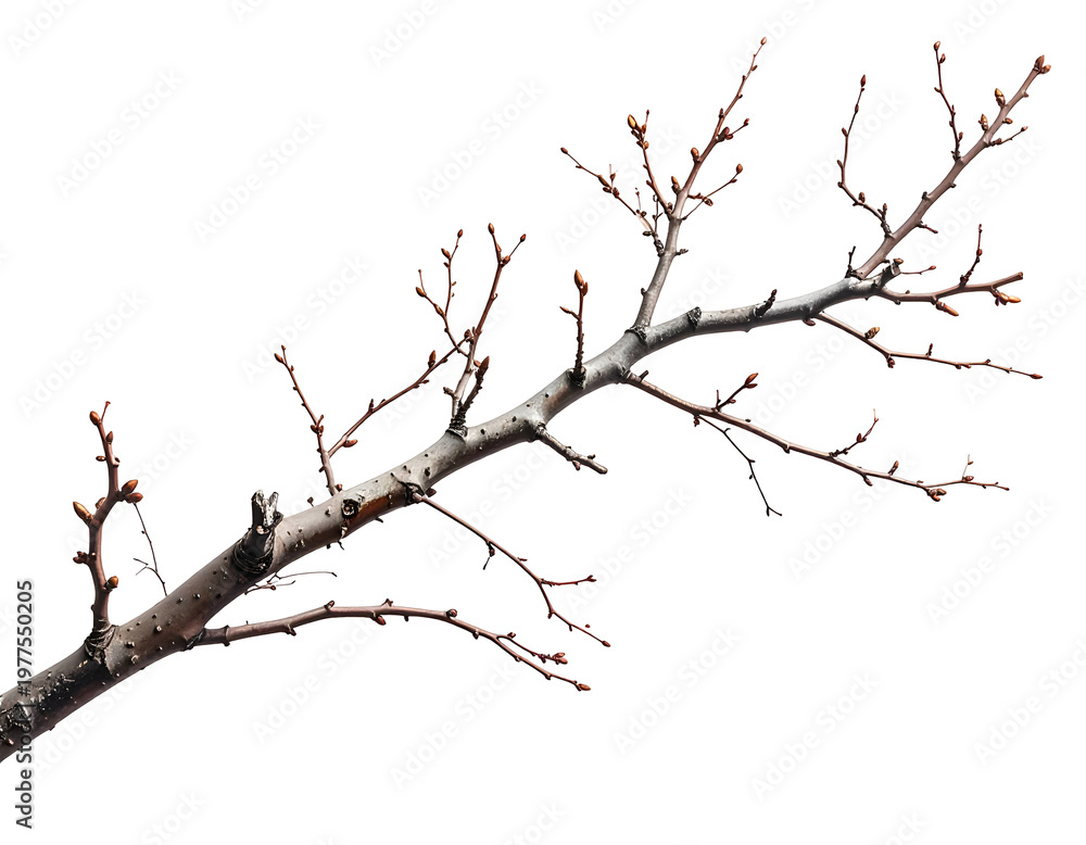 Fototapeta premium Bare branch with small buds against a stark white background