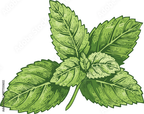 Hand drawn engraving style vector illustration of mint leaves, detailed cross hatch shading