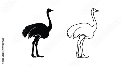 Ostrich and Emu Birds Comparison Guide Vector