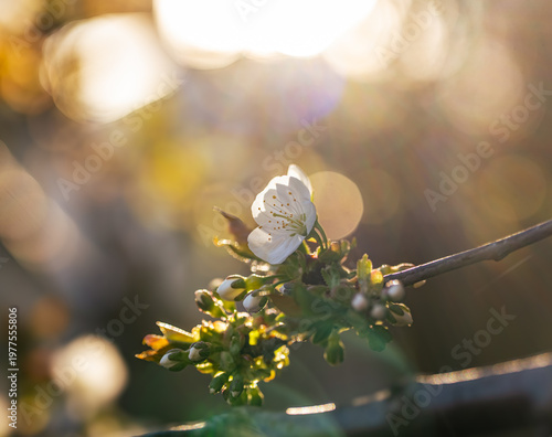 Weiße Kirschblüten in der Abendsonne
