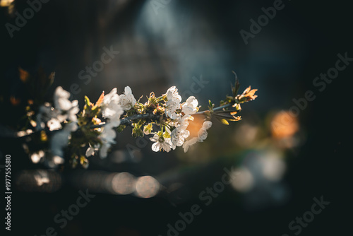 Weiße Kirschblüten in der Abendsonne